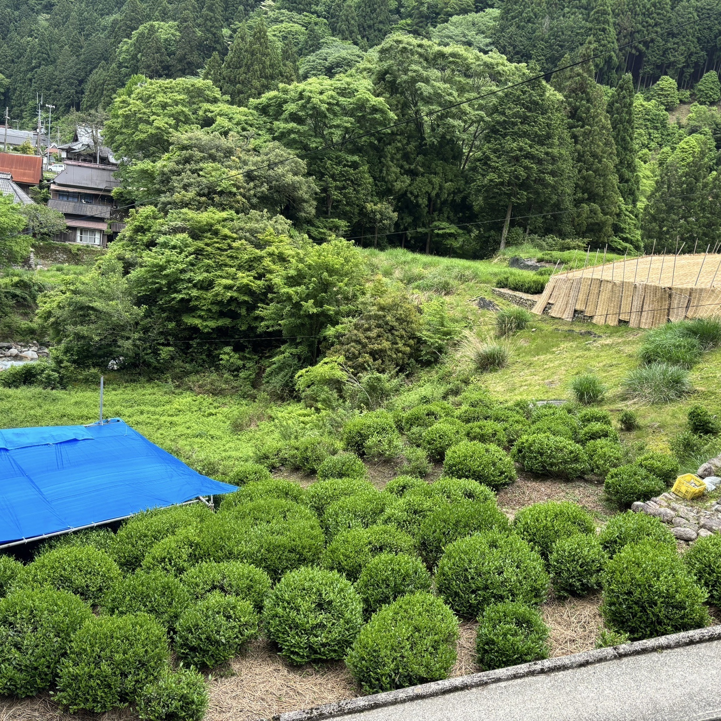政所茶園